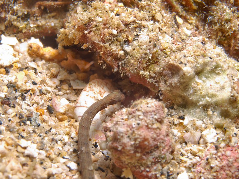 Pipefish, Frogfish Point